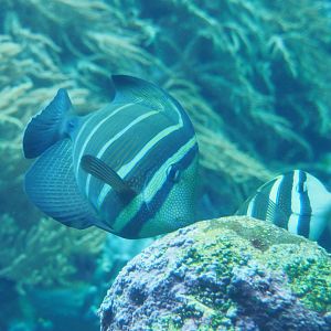 Pacific sailfin tang (Zebrasoma veliferum), 2019-04-20