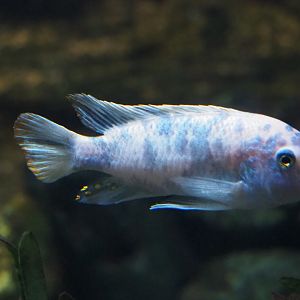 Orange blotch/Marmalade cat male Zebra mbuna (Maylandia zebra), 2019-04-20