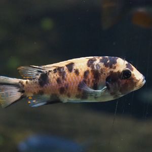 Orange blotch female Zebra mbuna (Maylandia zebra), 2019-04-20