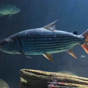 African tigerfish (Hydrocynus vittatus), 2019-04-20