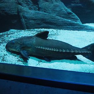 Ripsaw catfish (Oxydoras niger), 2019-04-20