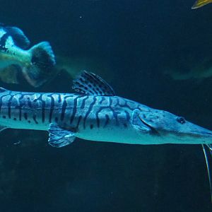 Barred sorubim (Pseudoplatystoma fasciatum), 2019-04-20