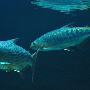 Golden dorados (Salminus brasiliensis), 2019-04-20