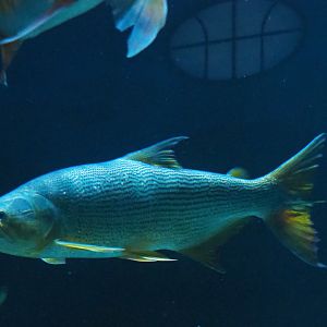 Golden dorado (Salminus brasiliensis), 2019-04-20