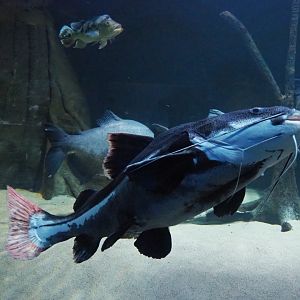 Redtail catfish (Phractocephalus hemiliopterus), 2019-04-20