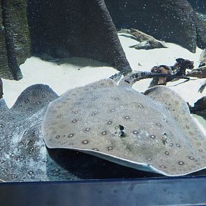 Ocellate river stingrays (Potamotrygon motoro), 2019-04-20