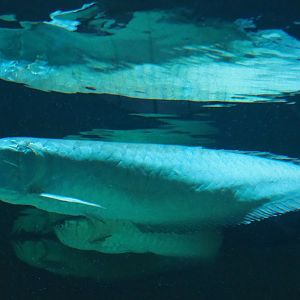 Silver arowana (Osteoglossum bicirrhosum), 2019-04-20