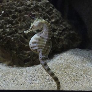Pot-bellied seahorse (Hippocampus abdominalis), 2019-04-20