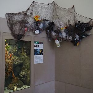 Seahorse, sea urchin and red starfish tank with plastic soup educational display, 2019-04-20