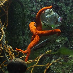 Mediterranean red sea star or Red starfish (Echinaster sepositus), 2019-04-20