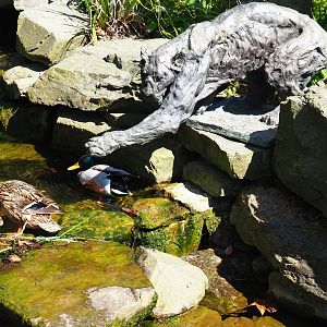 Fishing jaguar statue and wild mallards (Anas platyrhynchos), 2019-04-20