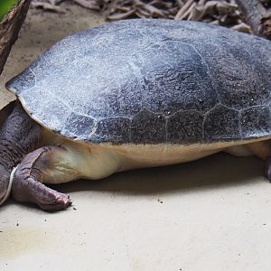 Branderhorst's snapping turtle (Elseya branderhorsti)