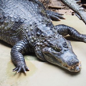 Colombia spectacled caiman (Caiman crocodilus crocodilus), 2019-04-20