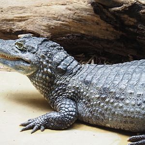 Colombia spectacled caiman (Caiman crocodilus crocodilus), 2019-04-20