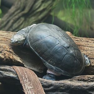 African keeled mud turtle (Pelusios carinatus), 2019-04-20