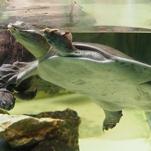 Nubian flapshell turtle (Cyclanorbis elegans) and African keeled mud turtle (Pelusios carinatus), 2019-04-20