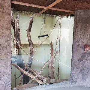 Indoor-enclosure DeBrazza monkey