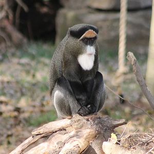 DeBrazza monkey
