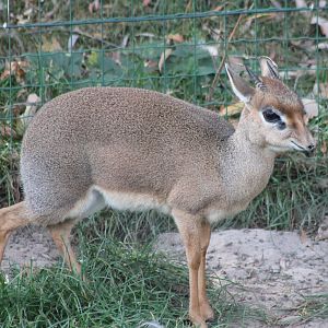 Kirk's dikdik