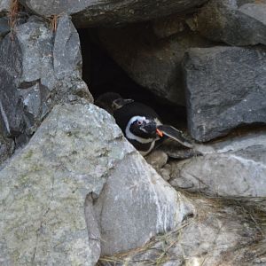 Spheniscus magellanicus (Spot the chick)