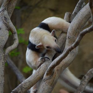 Gonzo, Tamandua tetradactyla
