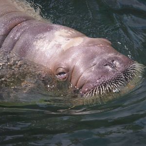 Odobenus rosmarus divergens