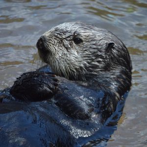 Enhydra lutris