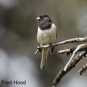 dark eyed junco (wild)