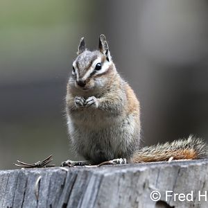 lodgepole chipmunk (wild)
