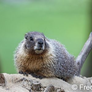 yellow bellied marmot (wild)