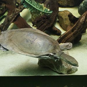 Nubian flapshell turtle (Cyclanorbis elegans), 2019-04-20