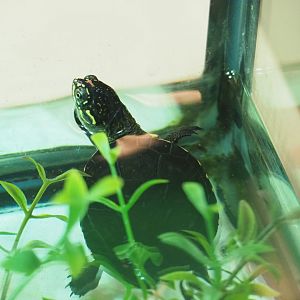 Juvenile African mud turtle (Pelusios species), 2019-04-20