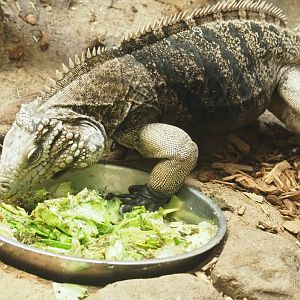 Cuban iguana (Cyclura nubila nubila) eating its salad, 2019-04-20
