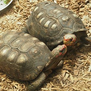 Red-footed tortoises (Chelonoidis carbonarius), 2019-04-20