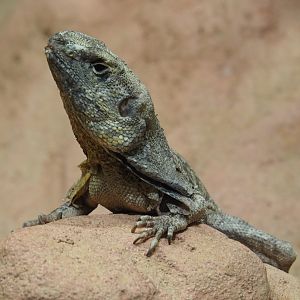Frilled lizard (Chlamydosaurus kingii), 2019-04-20