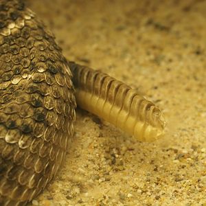 Rattle of the Western diamondback rattlesnake (Crotalus atrox), 2019-04-20