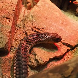 Snouted Cobra (Naja annulifera), 2019-04-20