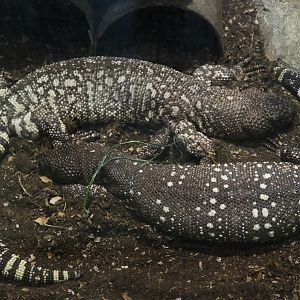 Rio Fuerte beaded lizard (Heloderma horridum exasperatum), 2019-04-20