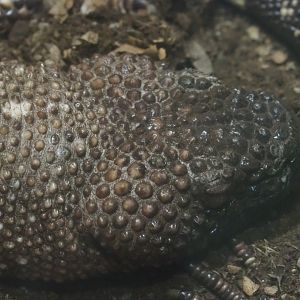 Rio Fuerte beaded lizard (Heloderma horridum exasperatum) head, 2019-04-20