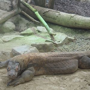 Komodo dragon (Varanus komodoensis), 2019-04-20