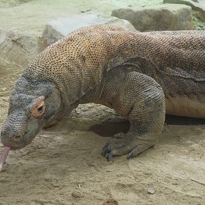 Komodo dragon (Varanus komodoensis), 2019-04-20