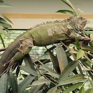 Central American green iguana (Iguana iguana rhinolopha), 2019-04-20