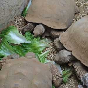 African spurred tortoises (Centrochelys sulcata) eating their salad, 2019-04-20