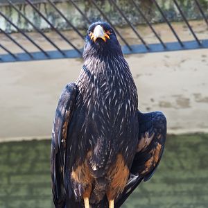 Striated caracara (Phalcoboenus australis), 2019-04-20