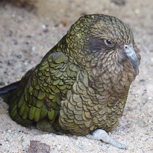 Kea (Nestor notabilis), 2019-04-20