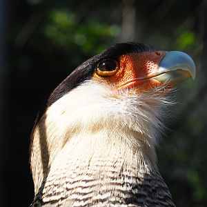 Southern crested caracara (Caracara plancus), 2019-04-20