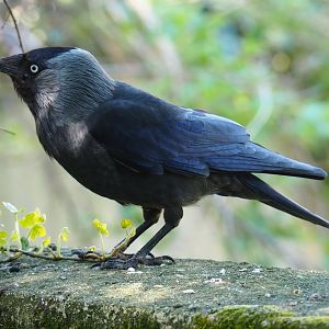 Wild Eurasian jackdaw (Corvus monedula), 2019-04-20