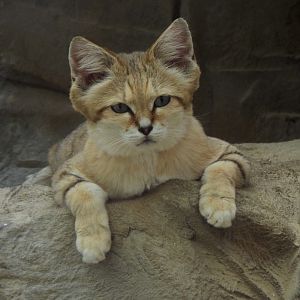 Sand Cat Exmoor Zoo