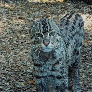 Fishing Cat Exmoor Zoo