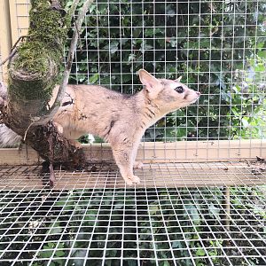 Ringtail Cat Exmoor Zoo